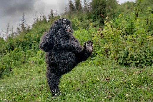 a gorilla kicks up a leg while standing in a grassy field
