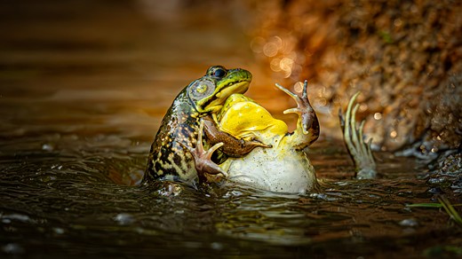 a green frog clings to another green frog while in the water