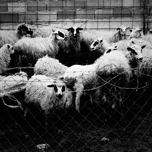 a herd of sheep are behind a barbed wire fence