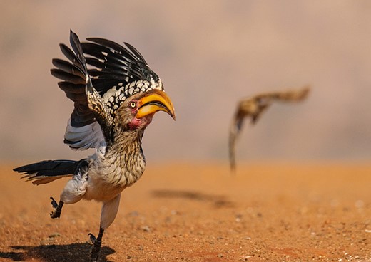 a hornbill with yellow bill pepares to fly away from a brown hawk flying in the distance