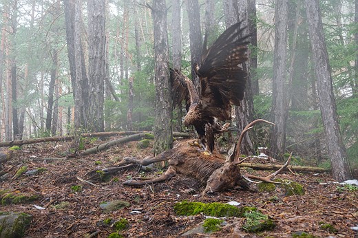 a large eagle stands on the corpse of a red deer in a foggy forest