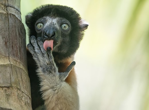 a lemur licks its fingers while holding onto a tree