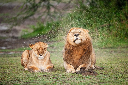 a male lion shakes water off sending droplets all over while sitting next to a female lion who squints her eyes