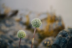 a plant with a round ball of tiny white flowers is in front of a blurred background
