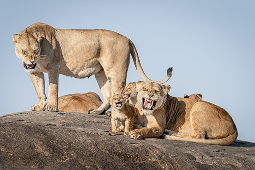 a pride of lions sits on a rock with two females and a young cub holding their mouths open with eyes squinted