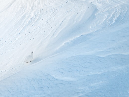 a ptarmigan walks across a snowy hillside leaving tiny footprints