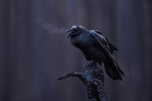 a raven stands on a charred branch with steam coming fomr its mouth