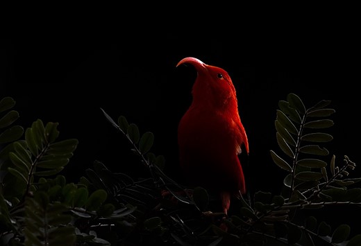 a red bird with curved red beak sits on a tree with a black background