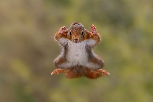 a red squirrel flies through the air