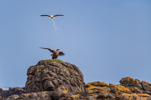 a seagull sends a stream of white guano down while flyng over an eagle sitting on a rock