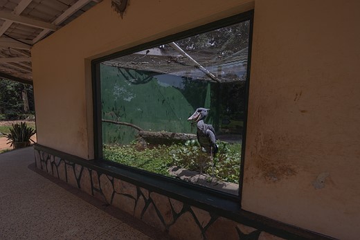 a shoebill stork is confined to a small cage in a zoo