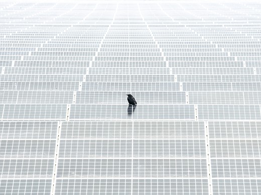 a small bird is perched on a solar panel with panels extending as far as the eye can see
