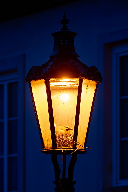 a small bird nests in an illuminated lamp post