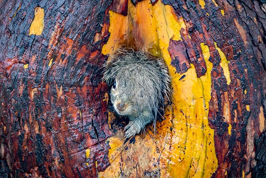 a wet squirrel peeks from a tree hole with fur covering  its eye and one paw visible
