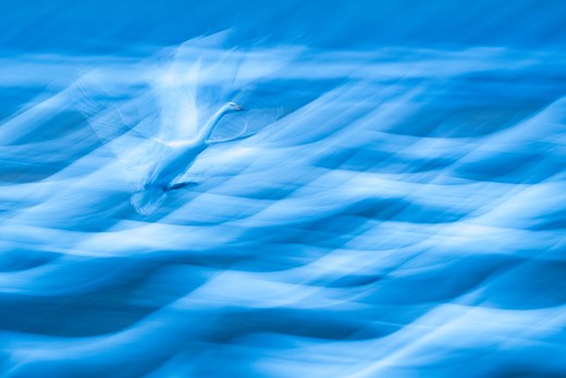 a white swan slies in waves of blue and white abstract lines