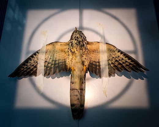 a young hawk is spread on a table with wings taped down and light illuminating it