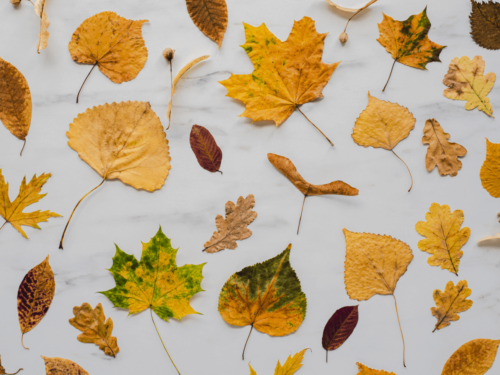 Flat lay of assorted autumn leaves in different shapes and colors on a white surface, representing seasonal leaf photography.