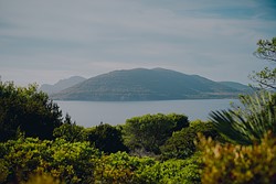 dense foliage sits in front of a body of water with a green mountain in the background