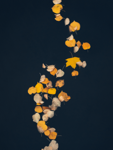 Yellow and orange autumn leaves floating on dark water in an artistic composition, a minimalist approach to leaf photography.