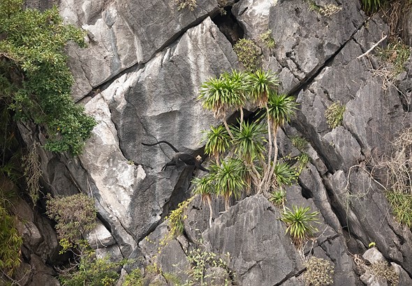 j Cat Ba Langurs 16-3-2023 43