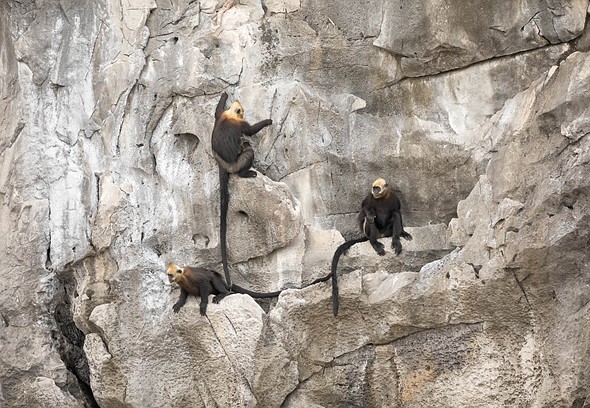 j Cat Ba Langurs 16-3-2023 70