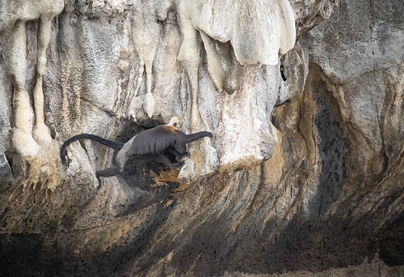 j Cat Ba Langurs 16-3-2023 85