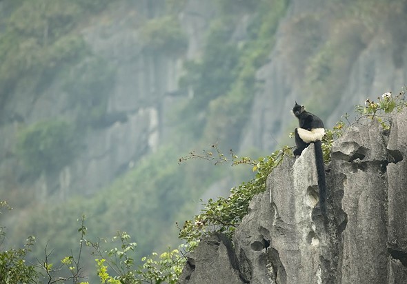 j Delacour s Langurs 17-3-2025 15