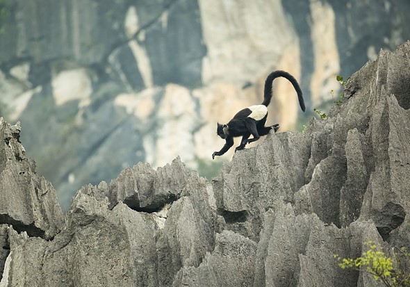 j Delacour s Langurs 17-3-2025 s1