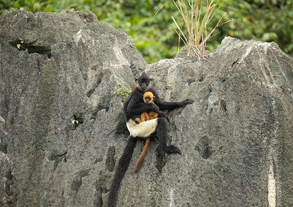 j Delacour s Langurs 18-3-2023 3