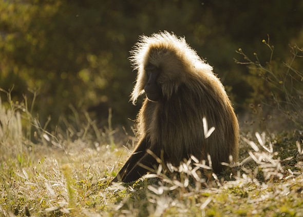 j Gelada baboons 2-12-2019 6