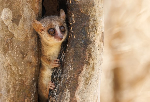 j Mouse Lemur 30-8-2024 5