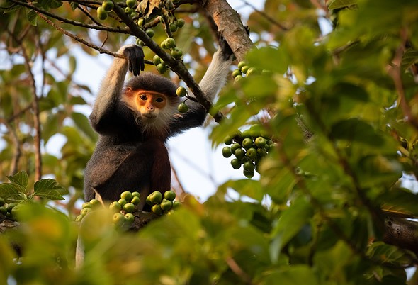 j Red Shanked Doucs 15-3-2023 18