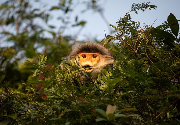 j Red Shanked Doucs 15-3-2023 35