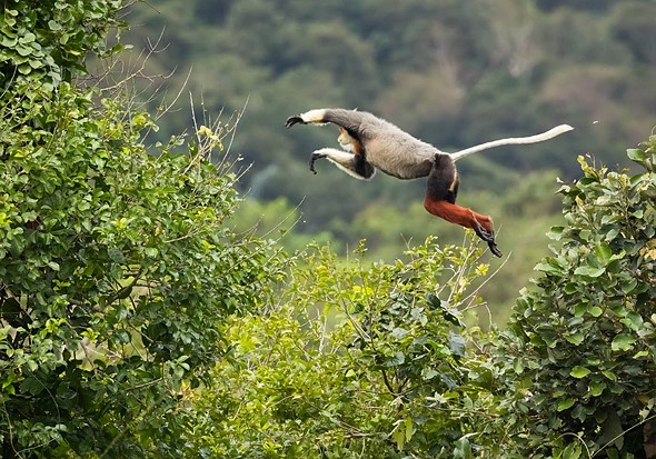 j Red Shanked Doucs 16-3-2025 1