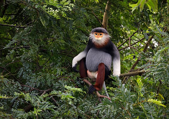 j Red Shanked Doucs 6-11-2019 14