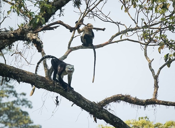 j Tonkin Sunb-Nosed Monkey 23-3-2025 35