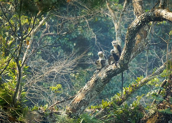 j Tonkin Sunb-Nosed Monkey 23-3-2025 70