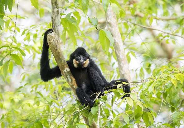j Yellow-Cheeked Gibbons 11-3-2025 12