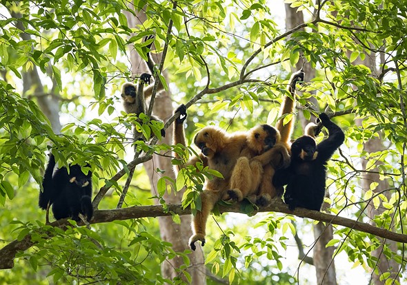 j Yellow-Cheeked Gibbons 13-3-2025 28