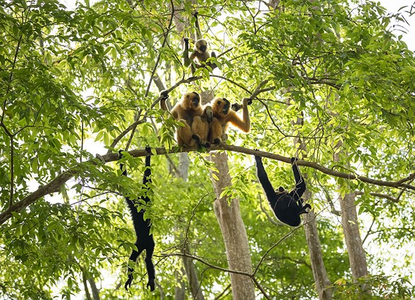 j Yellow-Cheeked Gibbons 13-3-2025 40