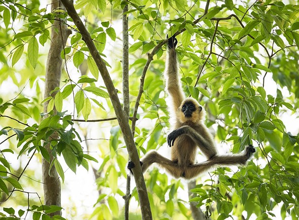 j Yellow-Cheeked Gibbons 13-3-2025 45