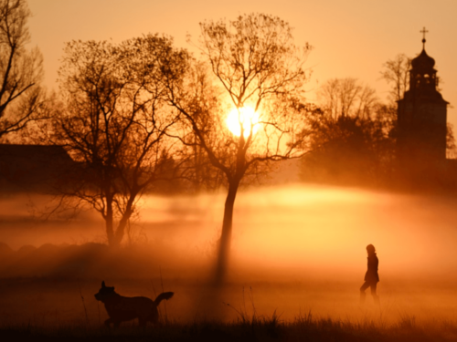 A person and dog walking through golden morning fog under trees, the silhouettes softly defined by diffused light resembling the glow of frost and dawn.