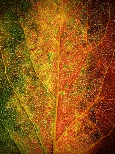 Macro view of autumn leaf veins in vibrant red, yellow, and green tones, highlighting detailed leaf photography.