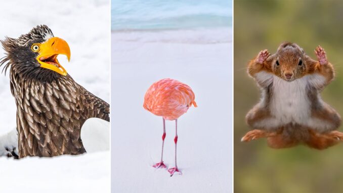 nikon-comedy-wildlife-2025-finalists-featured