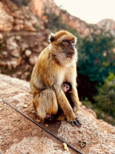 Wildlife photo by Andrea Gambirasio of a Barbary macaque sitting on a rocky ledge with her baby peeking out from her arms.