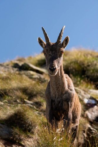 Wildlife photo by Andrea Gambirasio of an Alpine ibex staring directly into the camera, captured in sharp detail against a blurred mountain background.