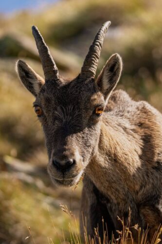 Wildlife photo by Andrea Gambirasio showing a close-up of an Alpine ibex with sharp horns and golden eyes in natural mountain habitat.