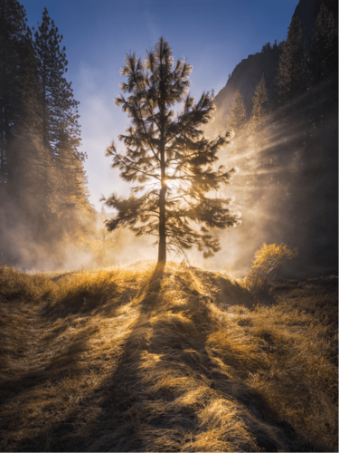 A lone tree glowing with sunlight streaming through fog in a forest, creating a striking silhouette effect with golden morning light.