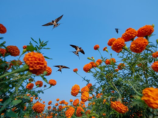swallows fly above orange marigolds against a blue sky