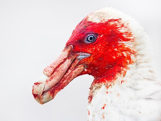 the head of a white giant petrel is stained red with blood